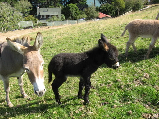 新西兰旅游景点,新西兰景点,新西兰南岛景点,但尼丁景点,野兔山骑马巡游,新西兰骑马