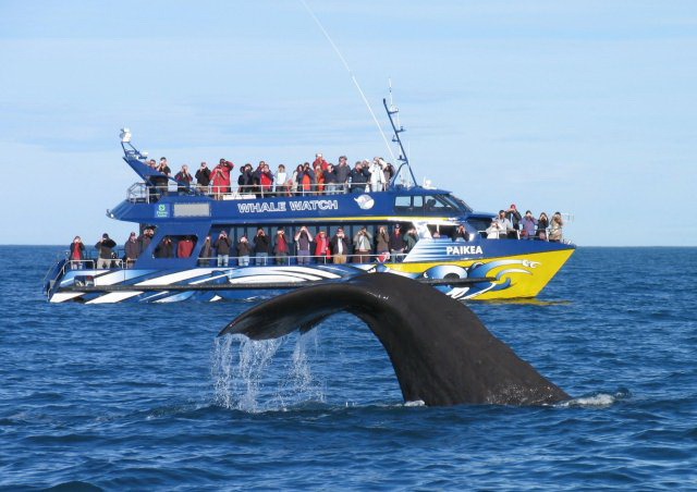新西兰旅游景点,新西兰景点,新西兰南岛景点,凯库拉景点,凯库拉观鲸,新西兰观鲸