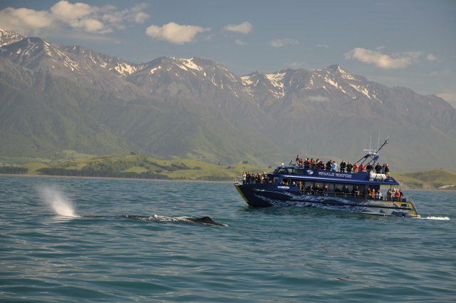 新西兰旅游景点,新西兰景点,新西兰南岛景点,凯库拉景点,凯库拉观鲸,新西兰观鲸