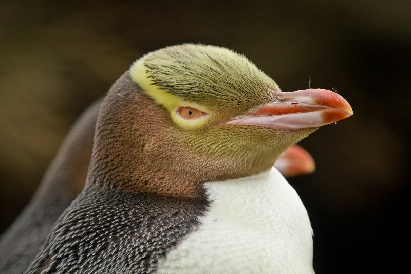 但尼丁黄眼企鹅保护区- 新西兰旅行社,新西兰地