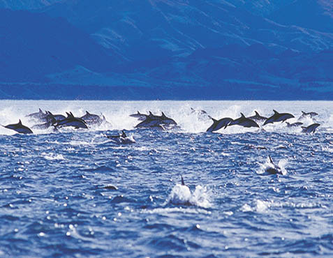 新西兰旅游景点,新西兰景点,新西兰南岛景点,凯库拉景点,凯库拉观海豚,凯库拉与海豚同游,新西兰观海豚,新西兰与海豚同游