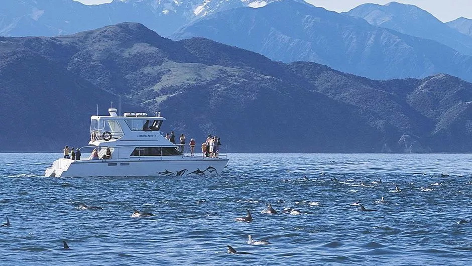 新西兰旅游景点,新西兰景点,新西兰南岛景点,凯库拉景点,凯库拉观海豚,凯库拉与海豚同游,新西兰观海豚,新西兰与海豚同游