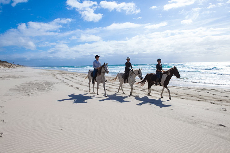 新西兰旅游景点,新西兰景点,北岛,奥克兰,奥克兰景点,帕基里海滩骑马
