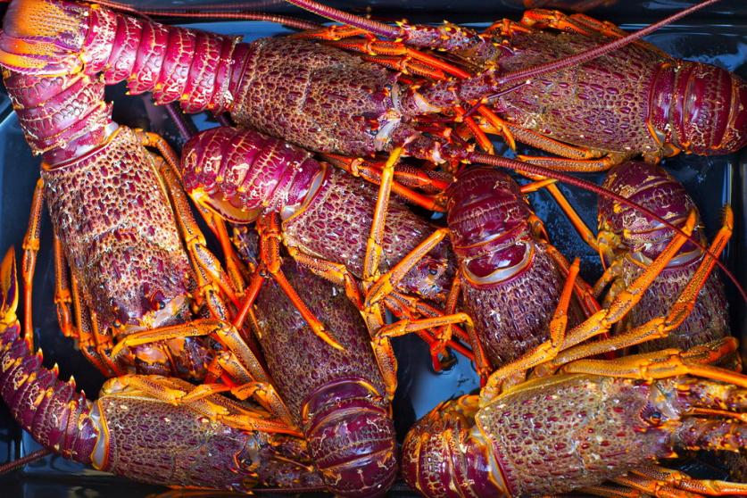 凯库拉的龙虾,凯库拉吃龙虾,NINS BIN,新西兰旅游景点,新西兰景点,新西兰南岛景点,凯库拉景点