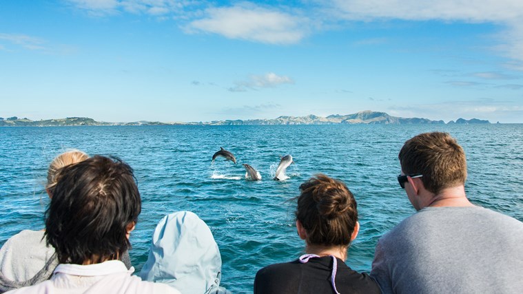 探索岛屿湾,新西兰旅游景点,新西兰景点,北岛,北部地区,岛屿湾,观海豚,与海豚同游,90里海滩